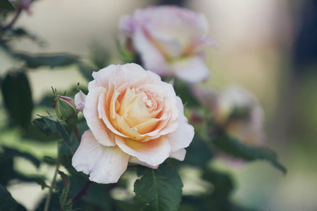 beautiful pink rose flowers on the bushの写真素材