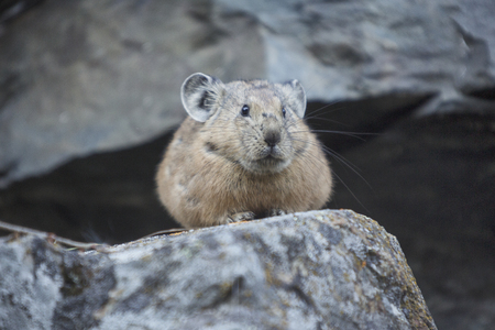 Altai pika on stone. Wild rodent animalの写真素材