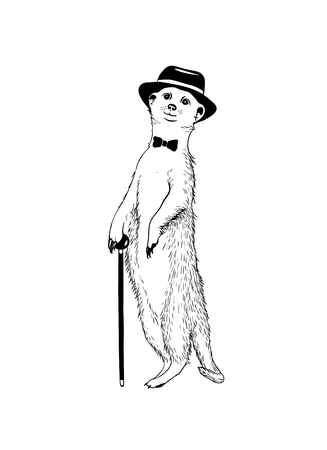 Walking gentleman meerkat. Vector hand drawn illustrationのイラスト素材