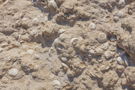 sandstone with interspersed sea shells - nature backgroundの写真素材