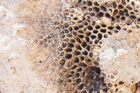 Triphobobia texture. Holes in sea rock, fossils