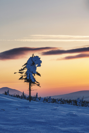 Snow covered spruce tree. Frosty sunset on the Northern Ural mountains, Komi Republic, Russia 
の写真素材