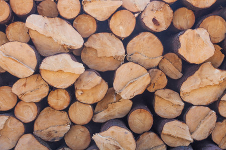 Storage of logs. Logging. Collapsed tree trunks