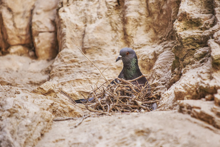 Wild pigeon bird in the nest on the rocksの写真素材
