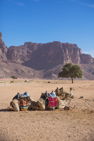 Camels in Wadi Ram desert. Jordan landscapeの写真素材