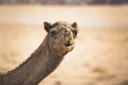 Camel head frontal view. Muzzle of a desert animalの写真素材