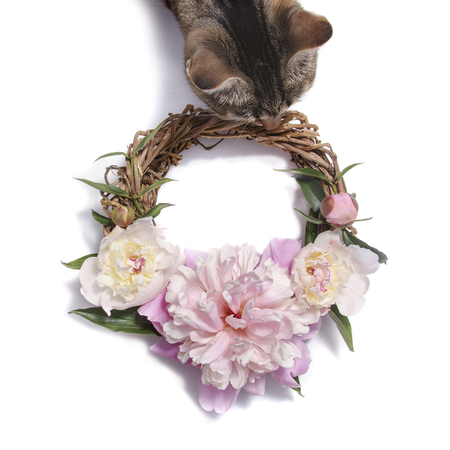 Wreath of pink peony flowers isolated on white background and catの写真素材