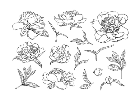 Collection of peony flowers, buds and leafs. Vector  linear setのイラスト素材