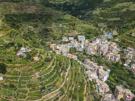 Terraced farming around Manarola city. Cinca Terre. Italy