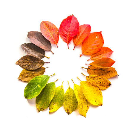 Round gradient of multicolored fall leaves. Autumn frame