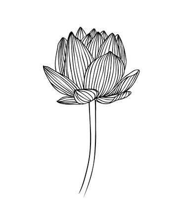 Linear water lily flower. Lotus vector illustrationのイラスト素材