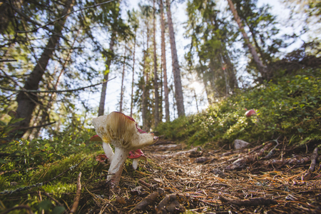 Russula mushrooms has grown near the forest pathの写真素材