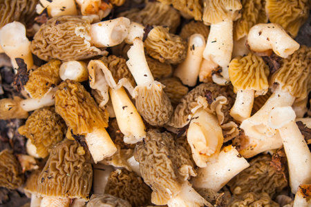 A lot of fresh morel mushrooms. Natural food background