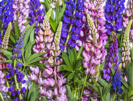 Background of violet and pink lupine flowersの写真素材