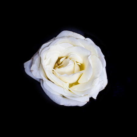 White rose flower on dark black backgroundの写真素材