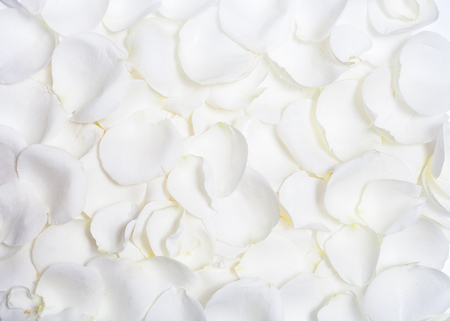 Background of fresh natural white rose petalsの写真素材
