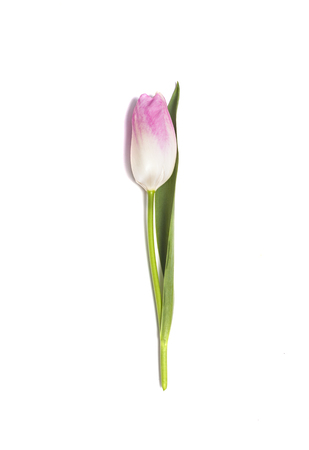 Pink tulip flower isolated on white backgroundの写真素材