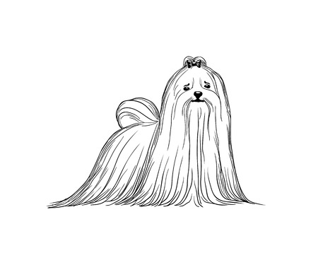 Maltese dog vector illustration. Black and whiteのイラスト素材