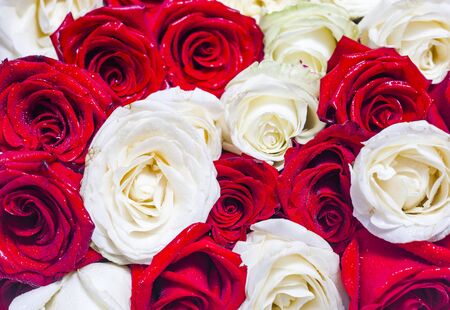 Natural background of fresh white and red rose flowersの写真素材