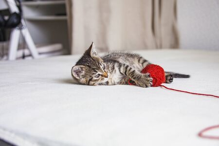 Kitten plays with tangle of red threadの写真素材