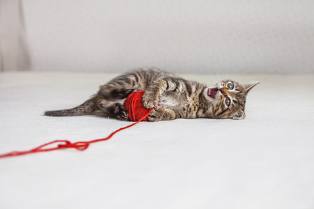 Kitten plays with tangle of red thread