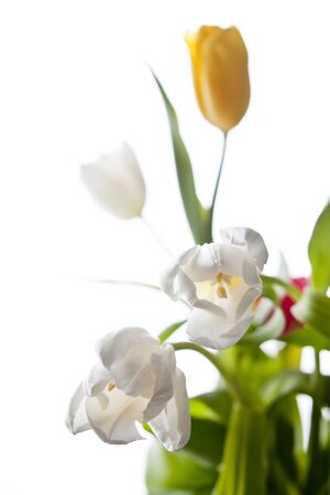 Tulip spring flowers bouquet on white backgroundの写真素材