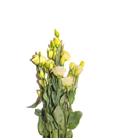 Binch of white lisianthus. Fresh eustoma flowers bouquetの写真素材