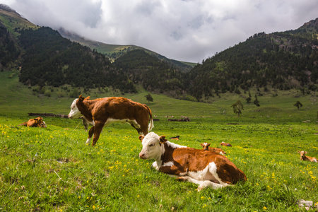 Calves in caucasus Mountains spring landscape. Karachay-Cherkessia republic, Russia