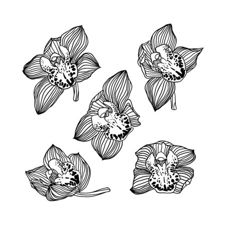 Set of five vector linear hand drawn royal cymbidium orchid flowersのイラスト素材