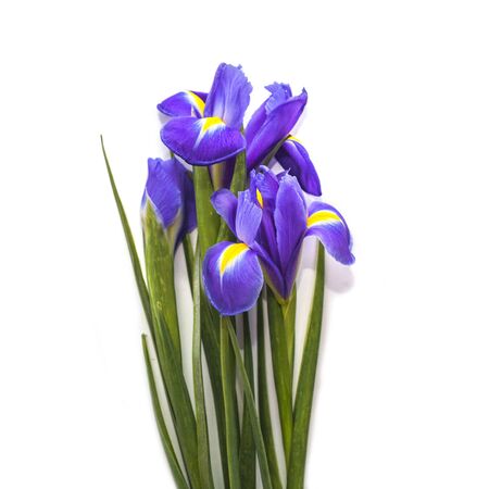 Iris flower bouquet isolated on white backgroundの写真素材