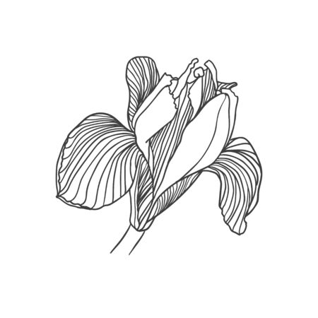 Vector linear hand drawn iris flower black on whiteのイラスト素材