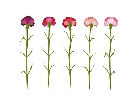 Set of five vector flat carnation flowers isolated on white backgroundのイラスト素材