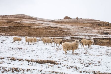 Rams graze on a hillside. Kabardino-Balkaria, Caucasus Mountains, Russiaの写真素材