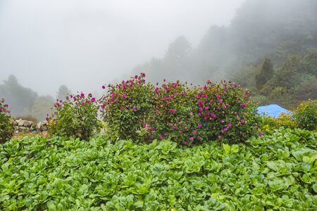Spinach and pink Dahlia flowers in the gardenの写真素材