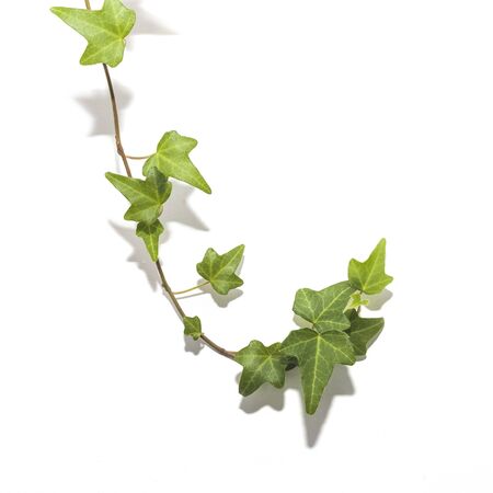 White background with a green ivy sprigの写真素材