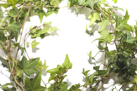 White background with a frame of green ivyの写真素材
