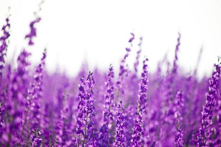 Wild purple delphinium flowers on blurred backgroundの写真素材