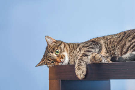 Bored cat lies on a shelf on a blue backgroundの写真素材