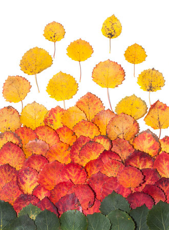 Gradient of multicolored aspen fall leaves. Autumn background