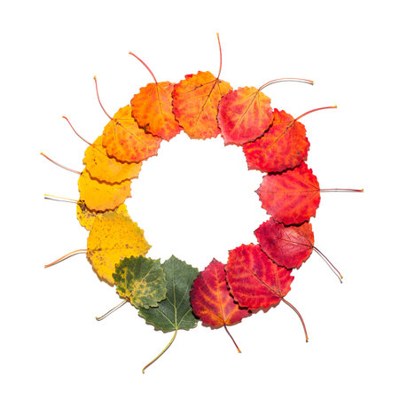 Round gradient of multicolored fall aspen leaves. Autumn frameの写真素材