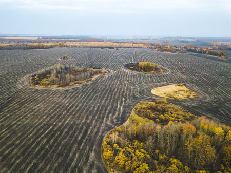 Islands of yellow autumn bushes and trees in the plowed field. View from above