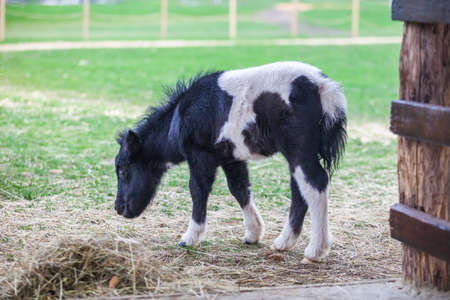 Black and white small horse pony foalの写真素材