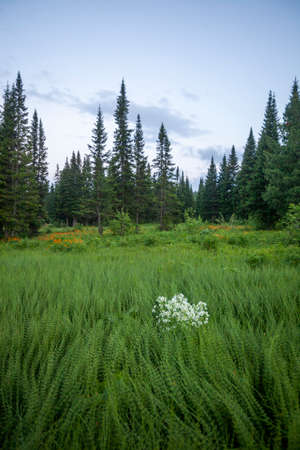 Landscape of mountain Shoria forest. Kemerovo region, Kuzbass, Russiaの写真素材