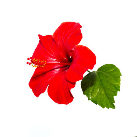 Red hibiscus flower isolated on white backgroundの写真素材