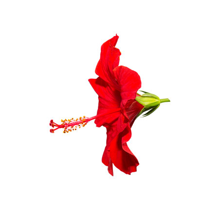 Red hibiscus flower isolated on white background