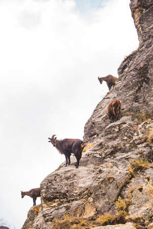 Mountain goats on the rocks. Nature of Nepalの写真素材
