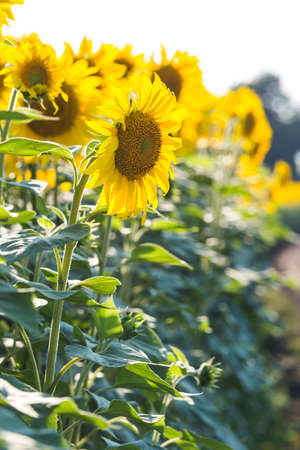 Blooming sunflowers field. yellow flowers. summer natureの写真素材