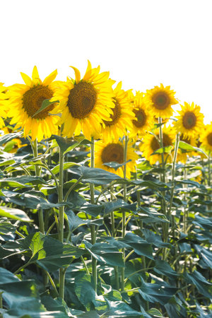 Blooming sunflowers field. yellow flowers. summer natureの写真素材