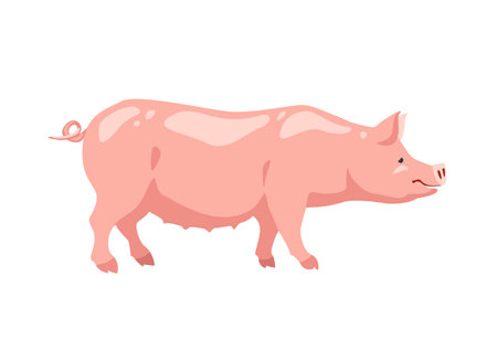 farm animal. vector pig on white backgroundのイラスト素材