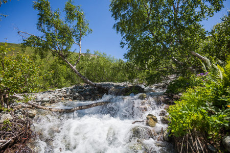 Birch tree in Sofia river near Sofia waterfalls, Arkhyz, Karachay-Cherkessia landscape. Russia